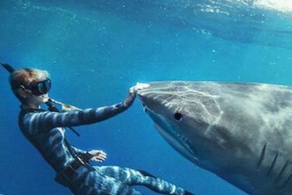 Shark Whisperer